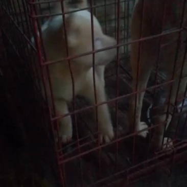 下司犬小公喜欢的来秒