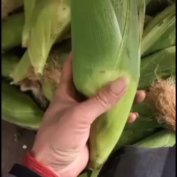 精品糯玉米欢迎各位老板来采购