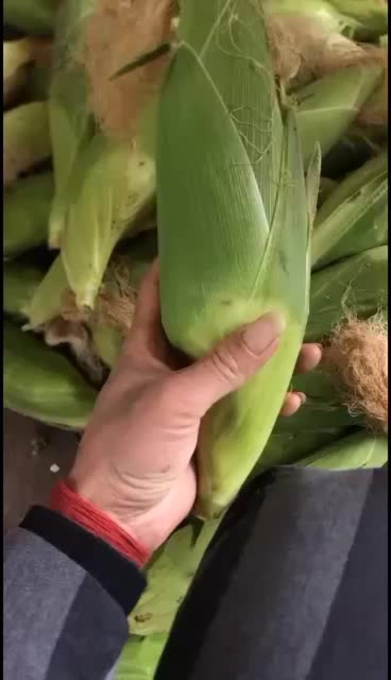 精品糯玉米欢迎各位老板来采购