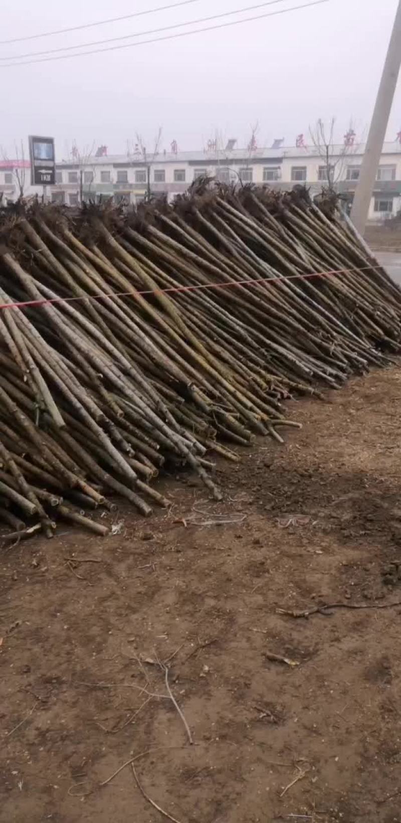 五公分六公分国槐基地价格