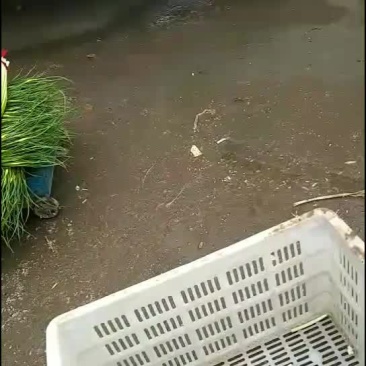 蒜苔一手货价格，一手质量的把控