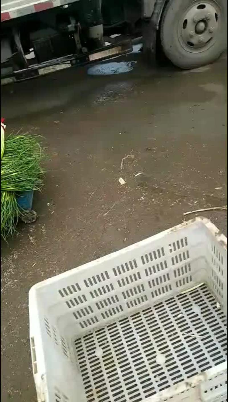 蒜苔一手货价格，一手质量的把控