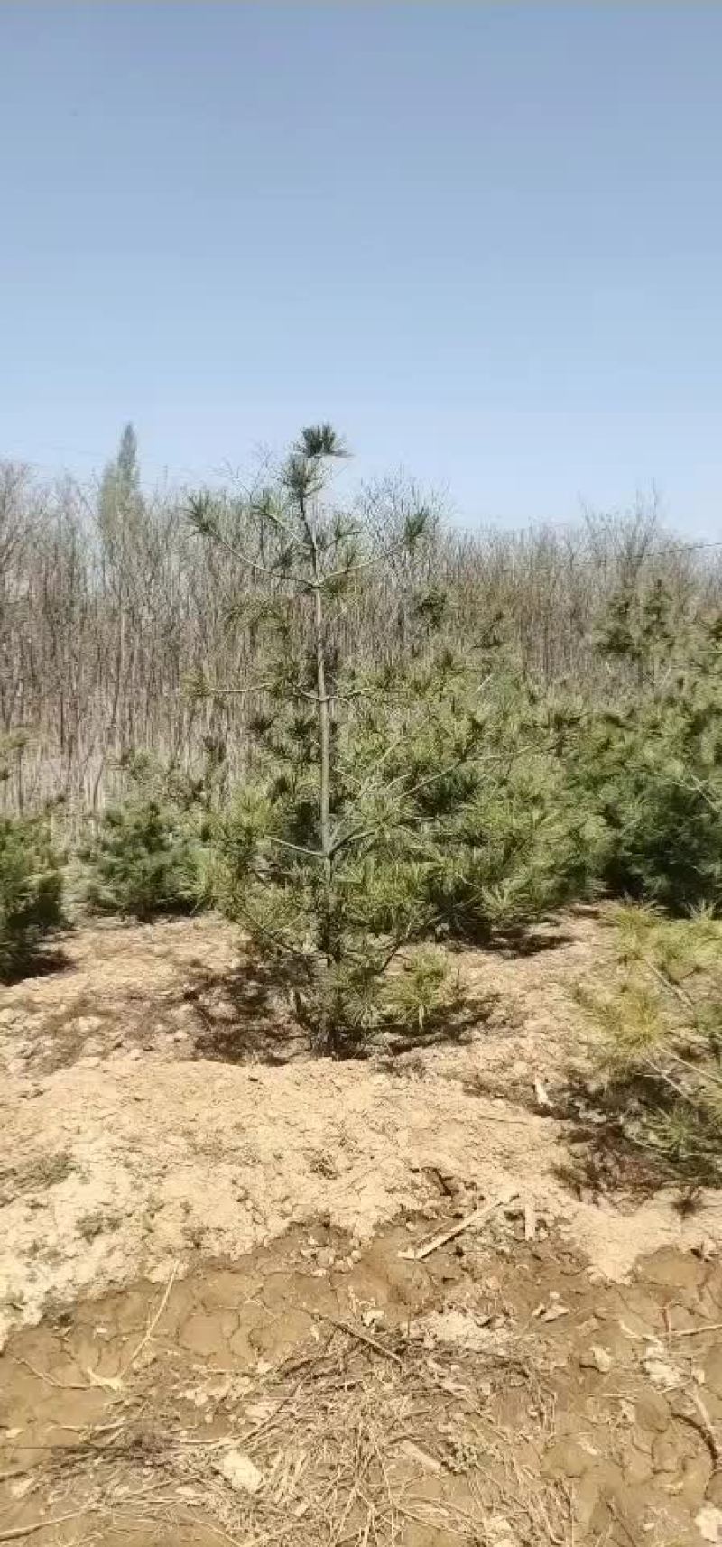 华山松华山松树苗山西华山松