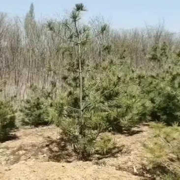 华山松华山松树苗山西华山松