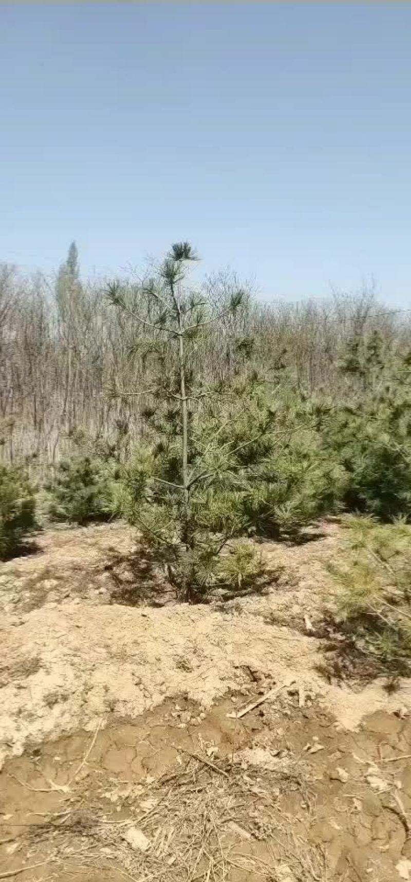 华山松华山松树苗山西华山松