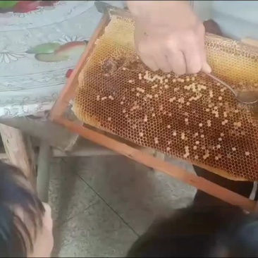 蜂蜜，土蜂蜜，现在是春蜜