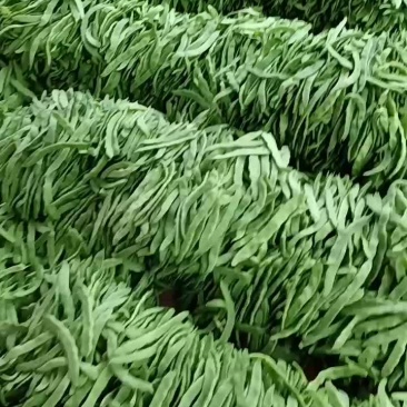 蔬菜豆类扁豆通货价格