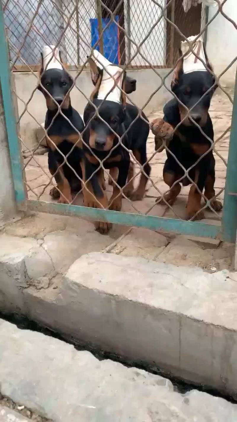 精品双血统杜宾犬可视频选购疫苗齐全，血统纯正