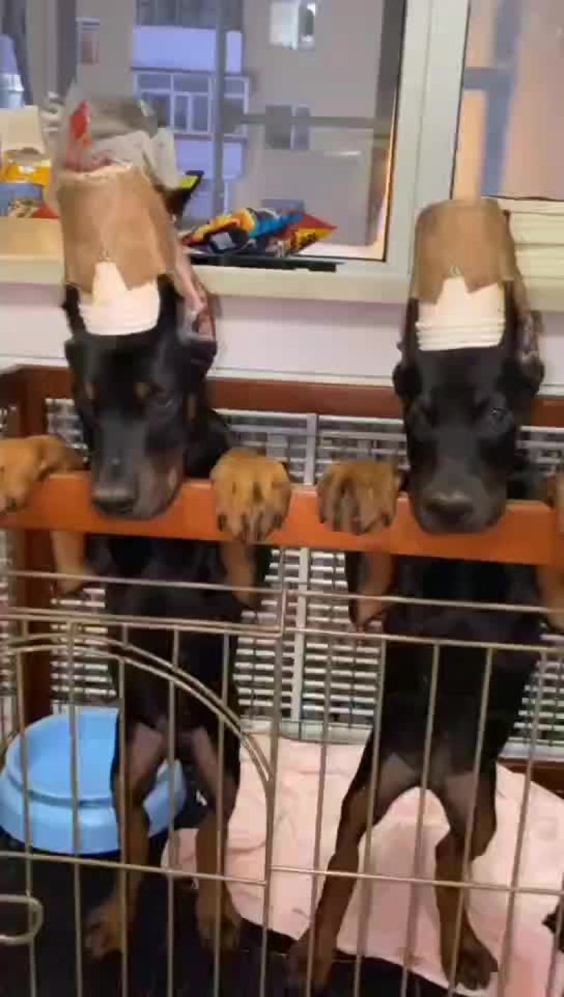 精品双血统杜宾犬可视频选购疫苗齐全，血统纯正