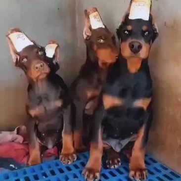 精品双血统杜宾犬可视频选购疫苗齐全，血统纯正