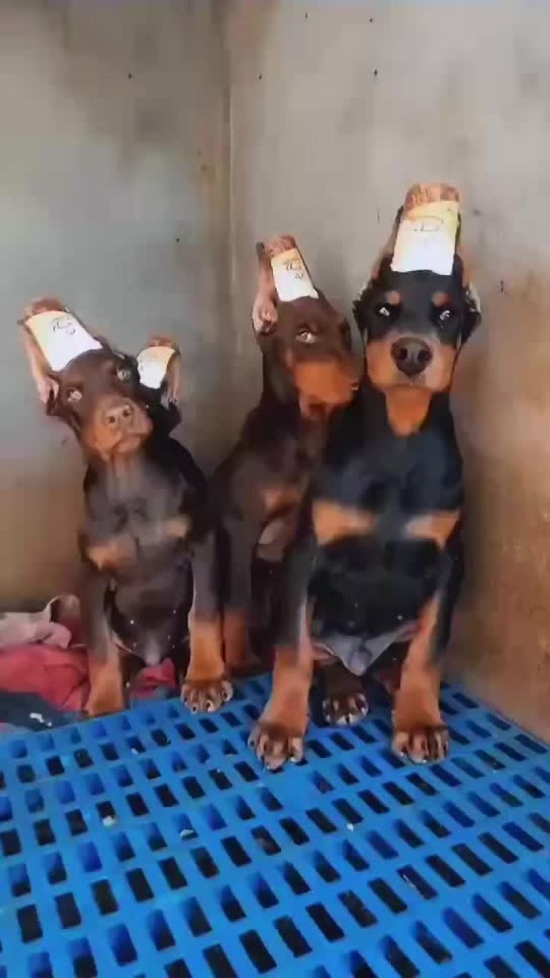 精品双血统杜宾犬可视频选购疫苗齐全，血统纯正