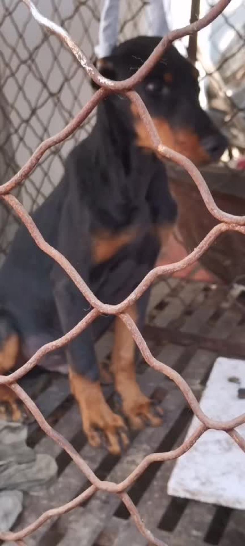 精品双血统杜宾犬可视频选购疫苗齐全，血统纯正
