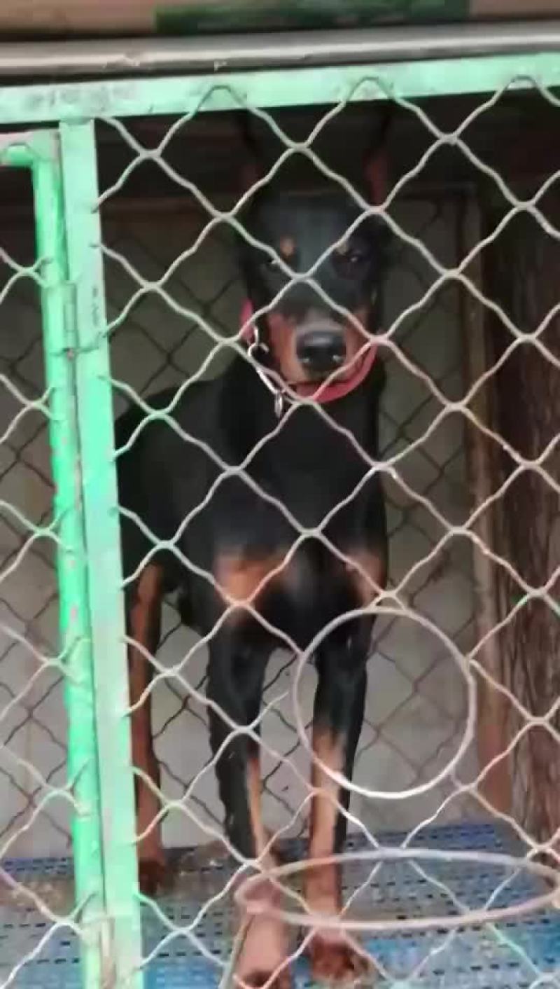 精品双血统杜宾犬可视频选购疫苗齐全，血统纯正