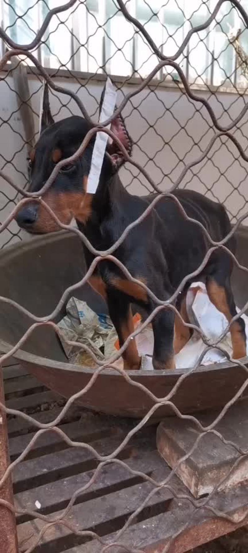 精品双血统杜宾犬可视频选购疫苗齐全，血统纯正