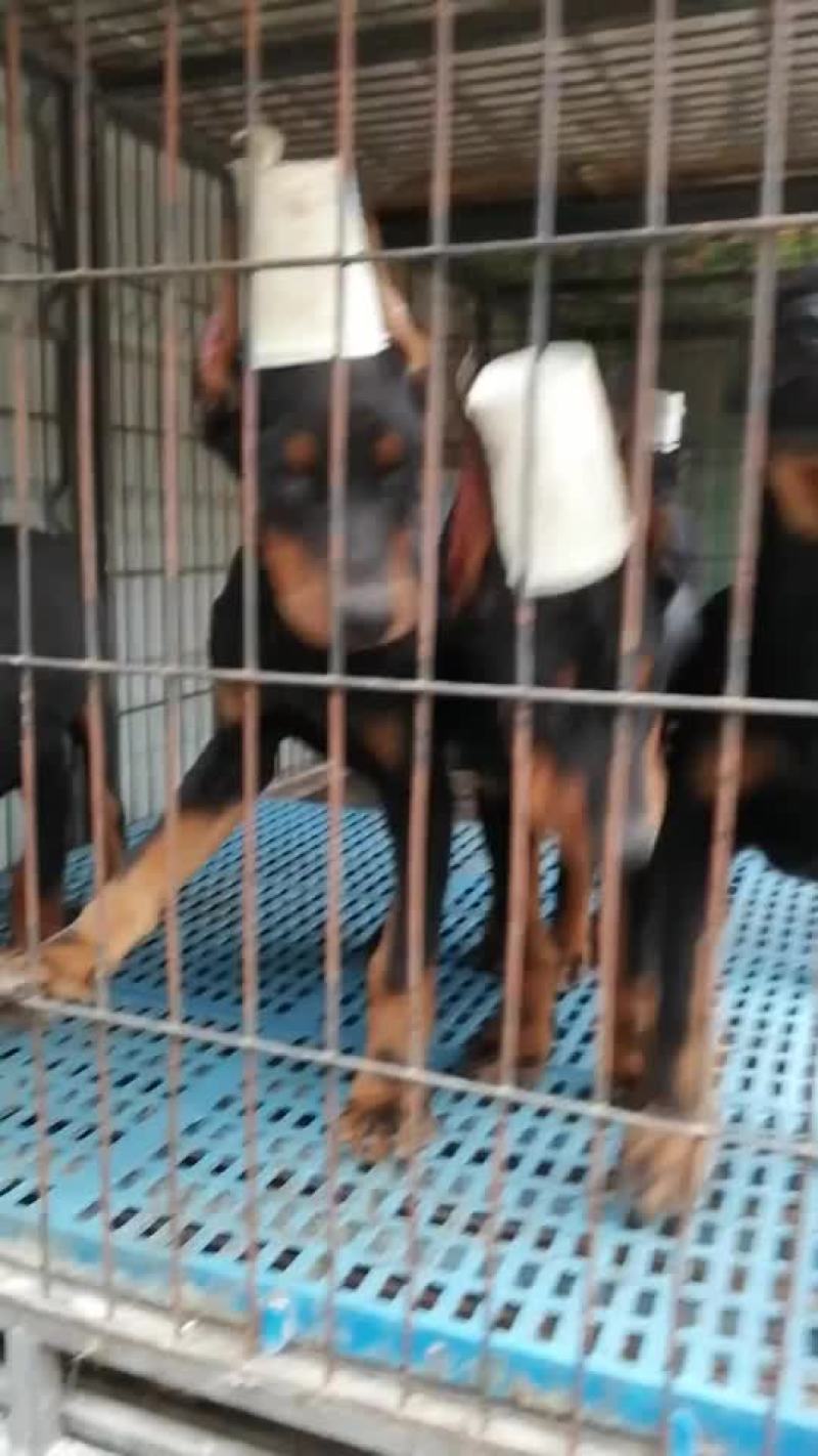 精品双血统杜宾犬可视频选购疫苗齐全，血统纯正