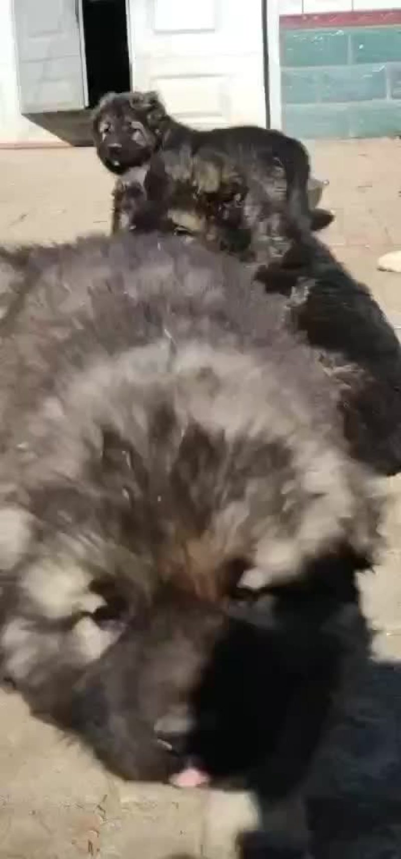 高加索犬可视频选购疫苗齐全，血统纯正公母都有。