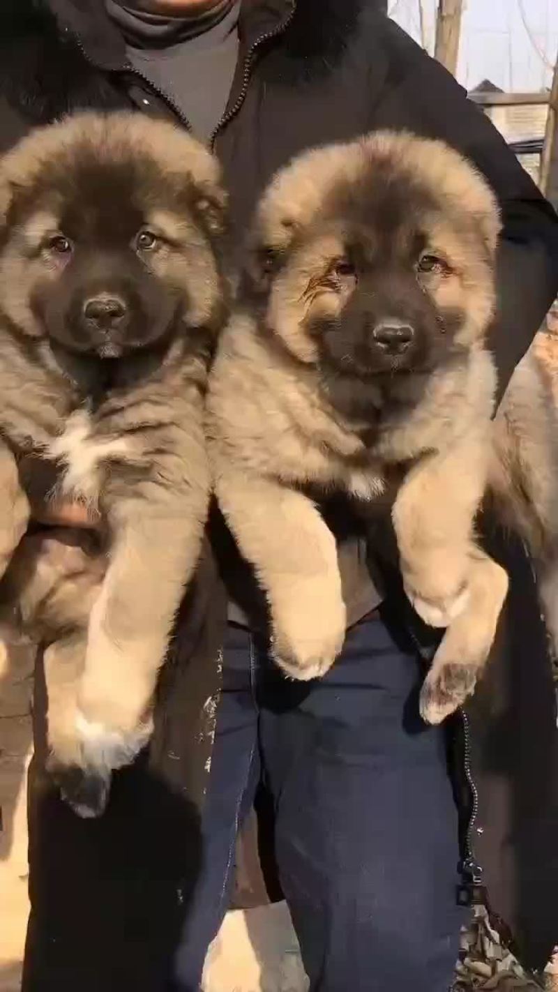 高加索犬可视频选购疫苗齐全，血统纯正公母都有。