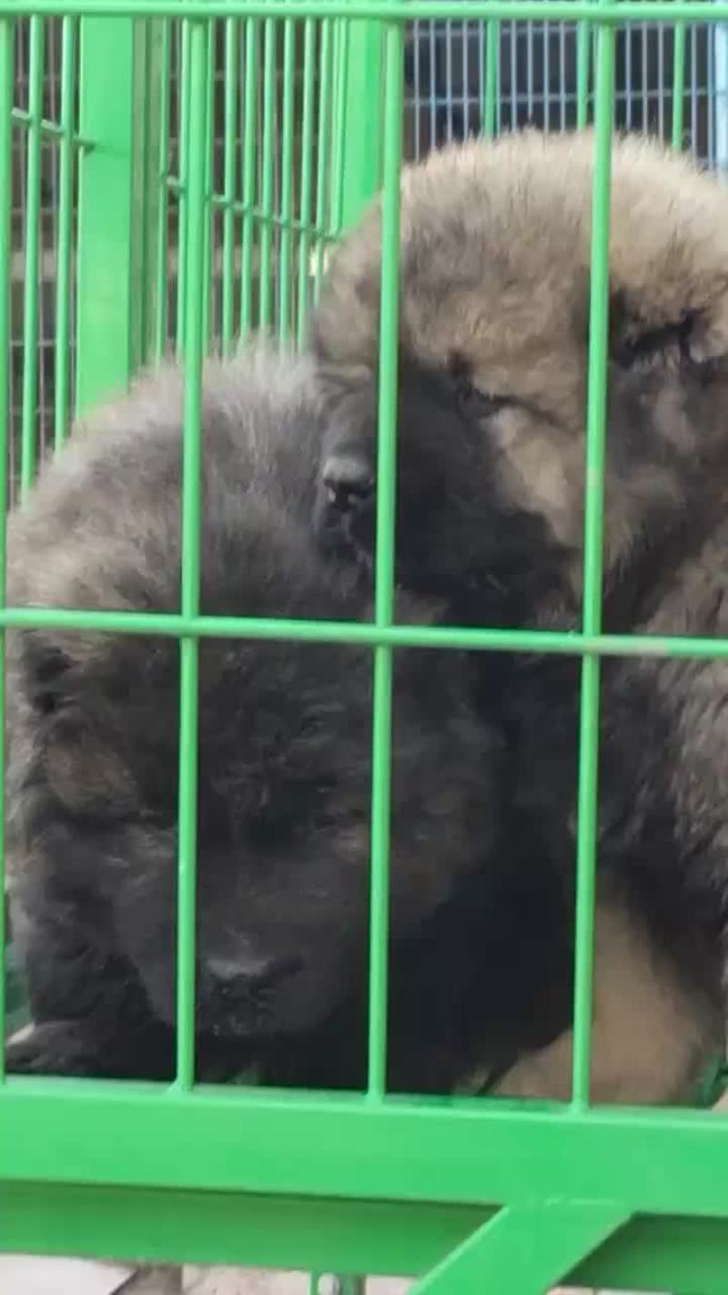 高加索犬可视频选购疫苗齐全，血统纯正公母都有。