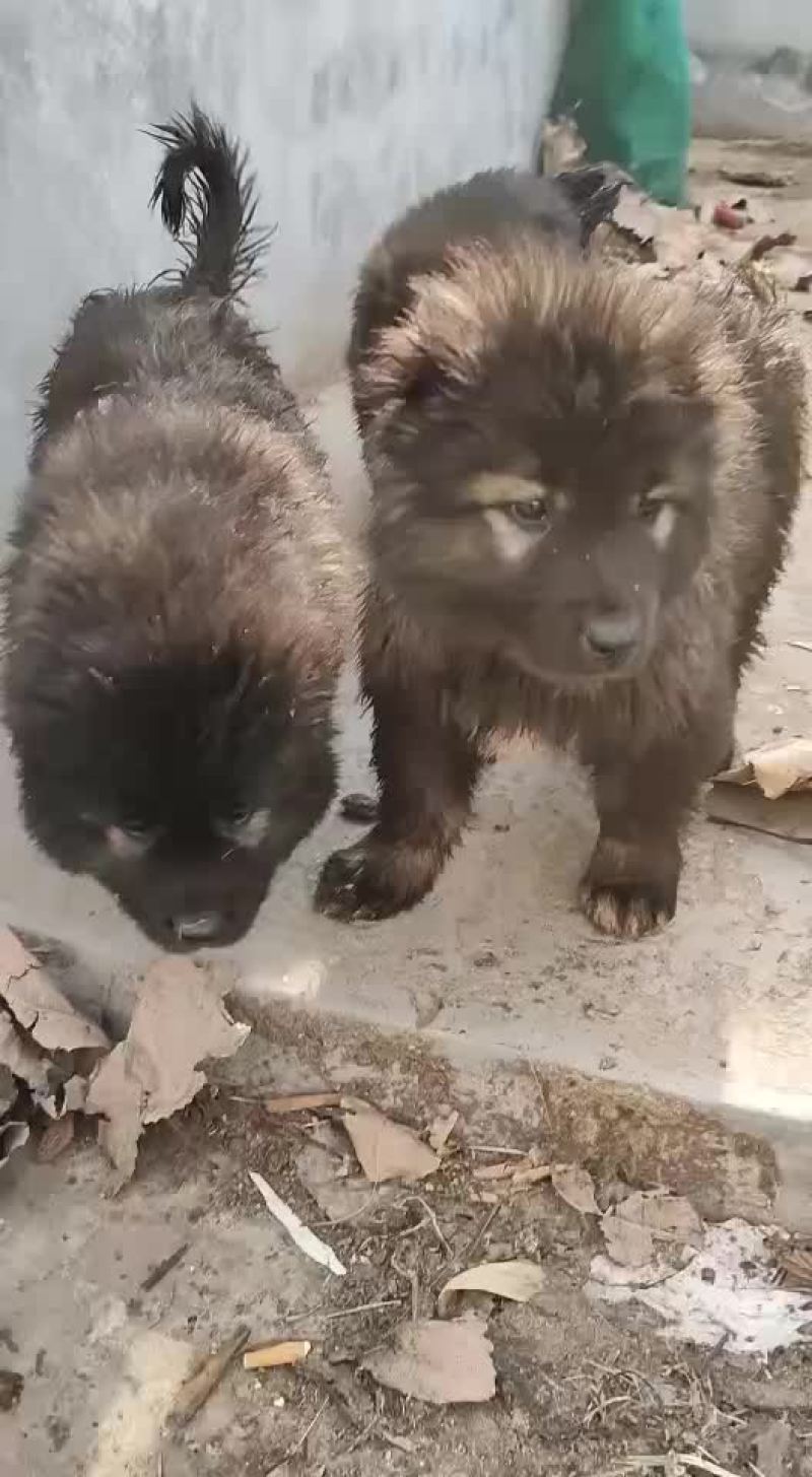 高加索犬可视频选购疫苗齐全，血统纯正公母都有。