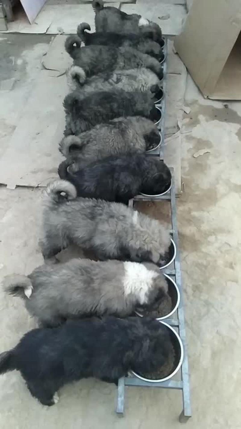 高加索犬可视频选购疫苗齐全，血统纯正公母都有。