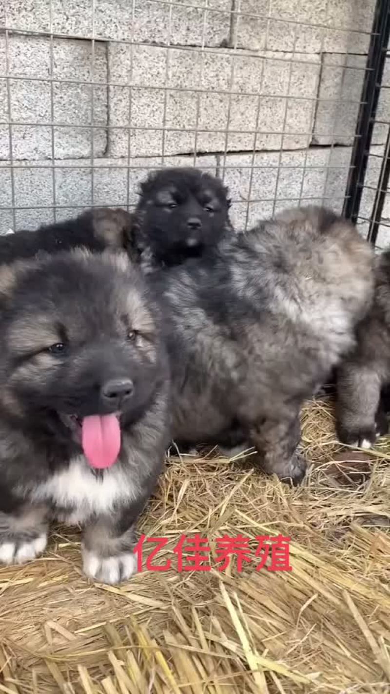 高加索犬可视频选购疫苗齐全，血统纯正公母都有。