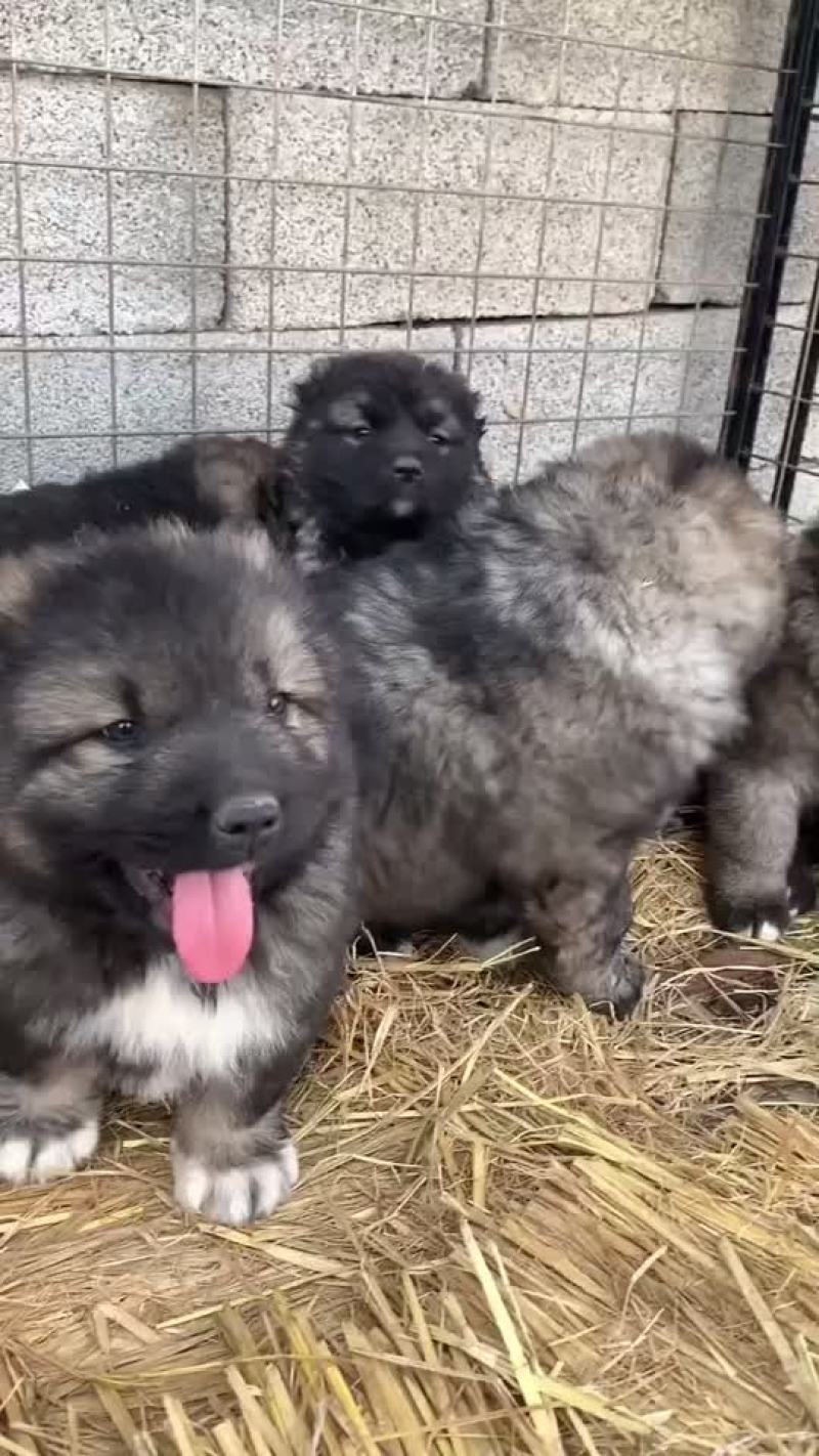 高加索犬可视频选购疫苗齐全，血统纯正公母都有。