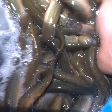 溪流泥鳅...............