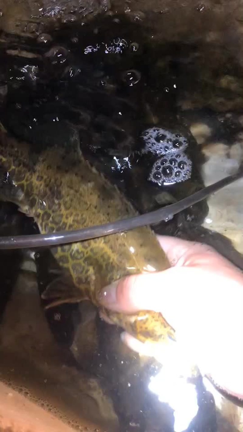 圆筒桂，老虎桂，鳜鱼
