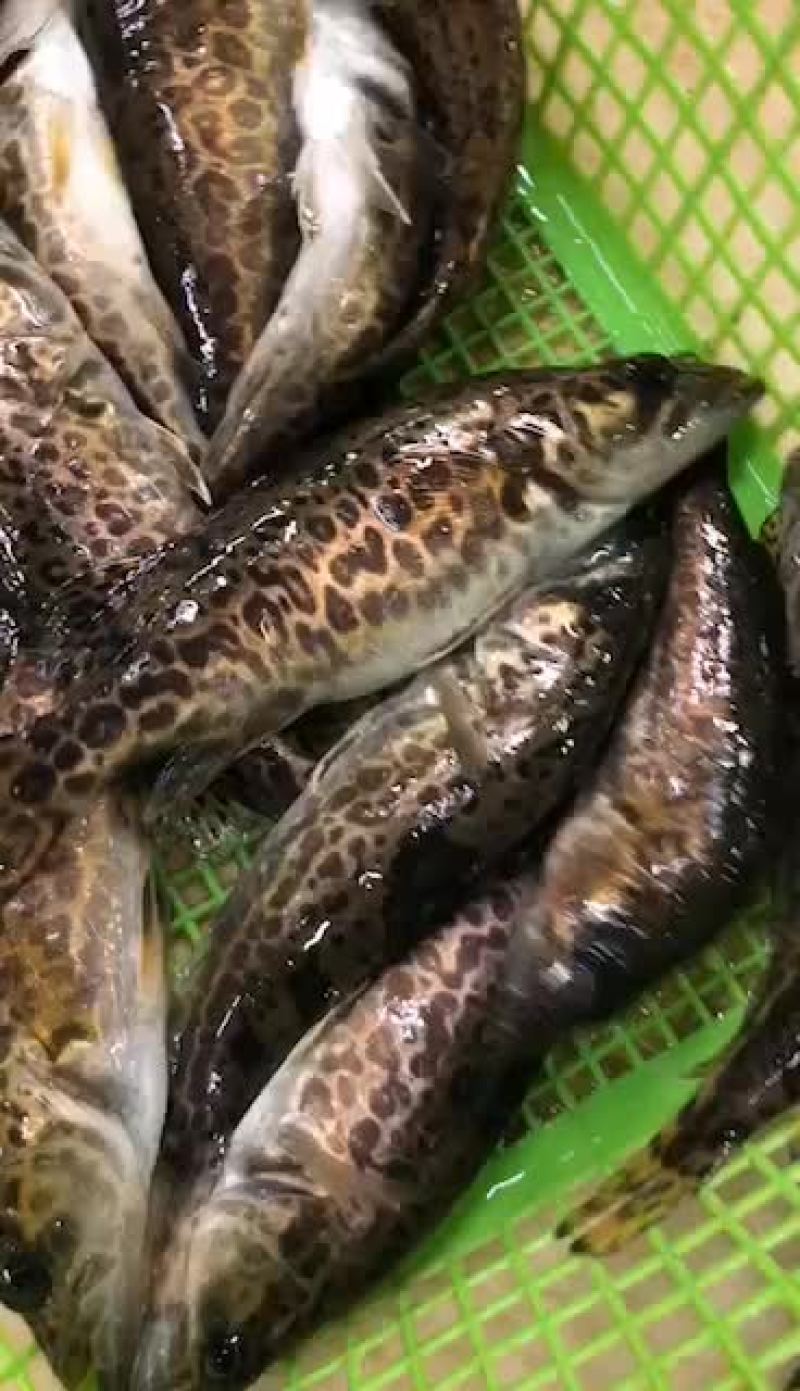 圆筒桂，老虎桂，鳜鱼