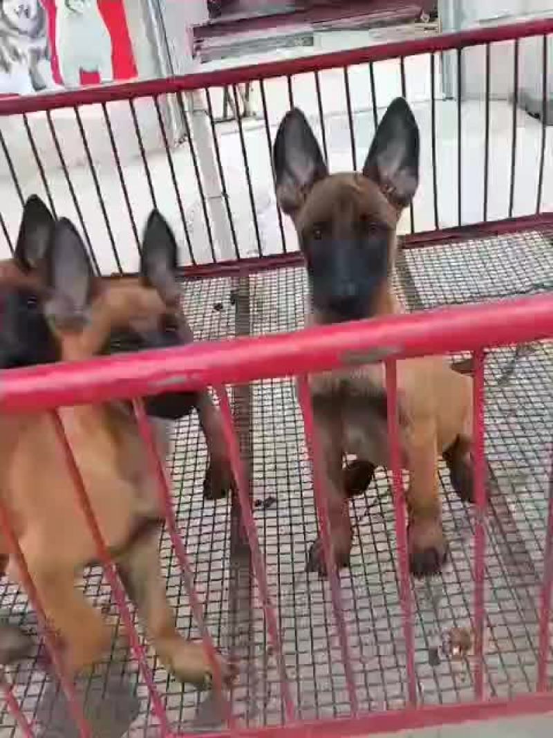 高动力马犬可视频选购疫苗齐全，公母都有血统纯正