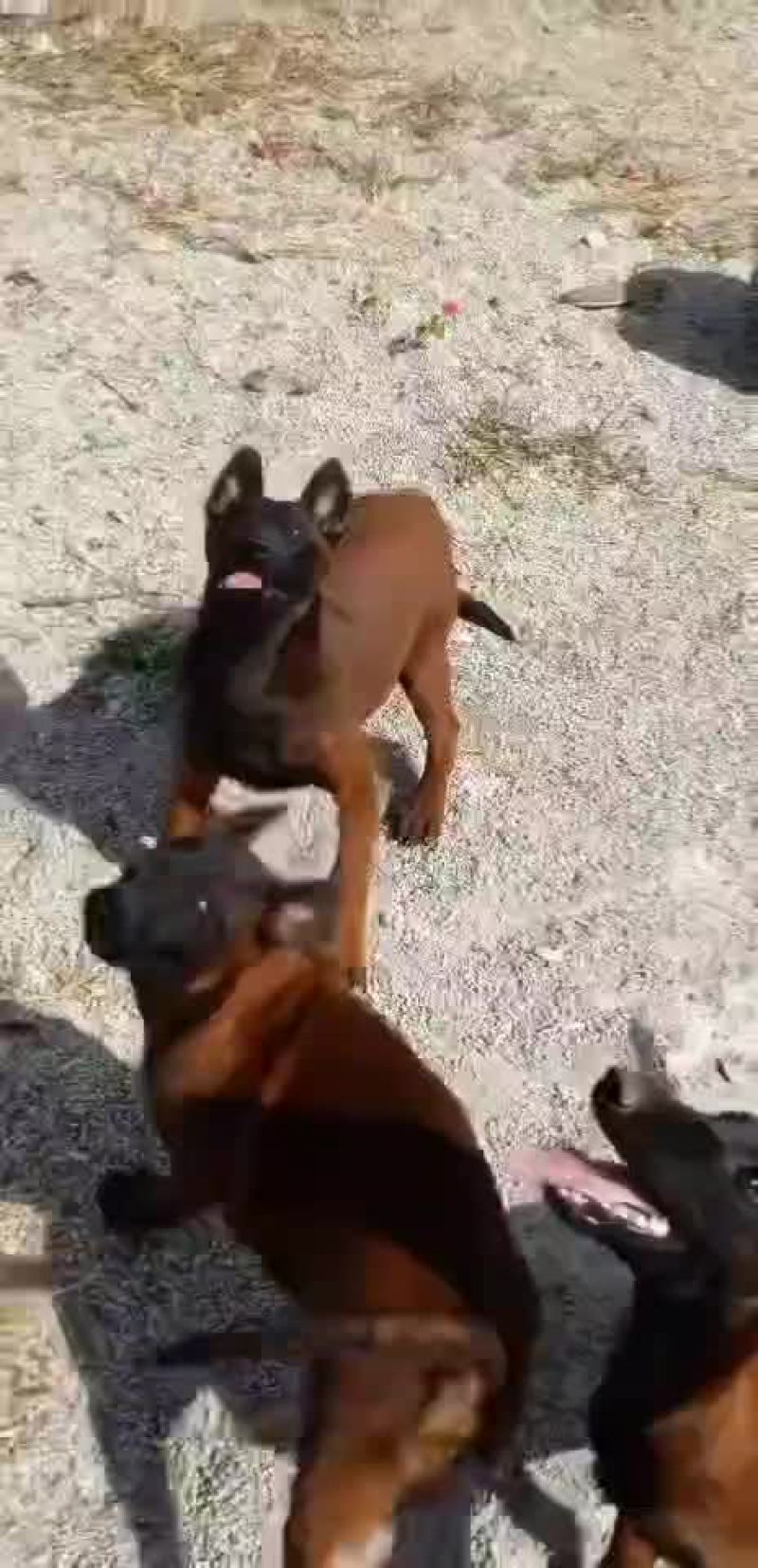 高动力马犬可视频选购疫苗齐全，公母都有血统纯正