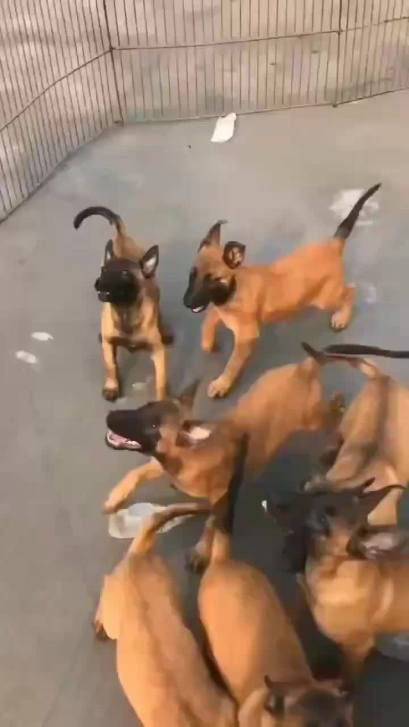 高动力马犬可视频选购疫苗齐全，公母都有血统纯正