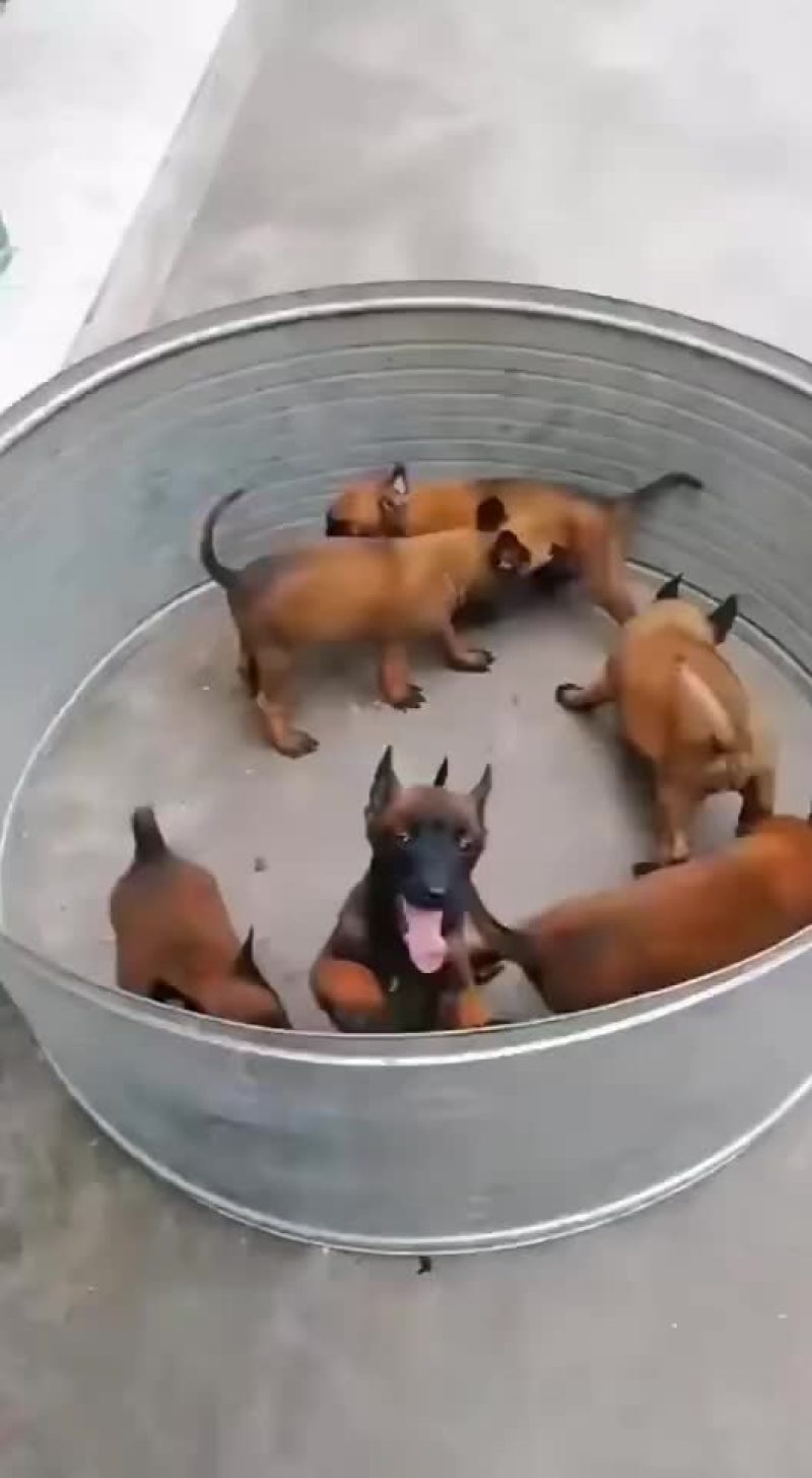 高动力马犬可视频选购疫苗齐全，公母都有血统纯正