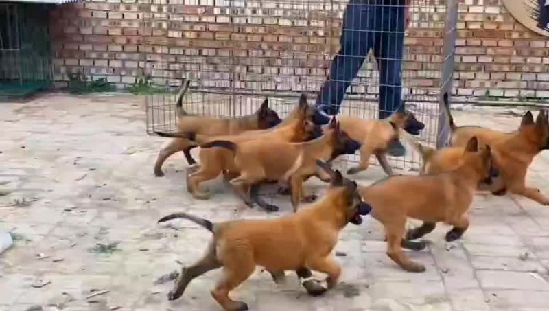 高动力马犬可视频选购疫苗齐全，公母都有血统纯正