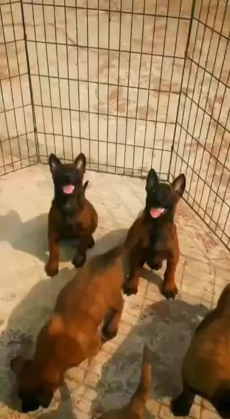 高动力马犬可视频选购疫苗齐全，公母都有血统纯正