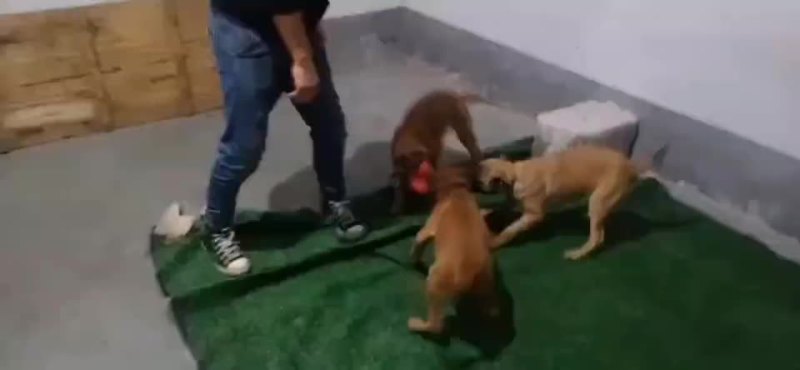 高动力马犬可视频选购疫苗齐全，公母都有血统纯正