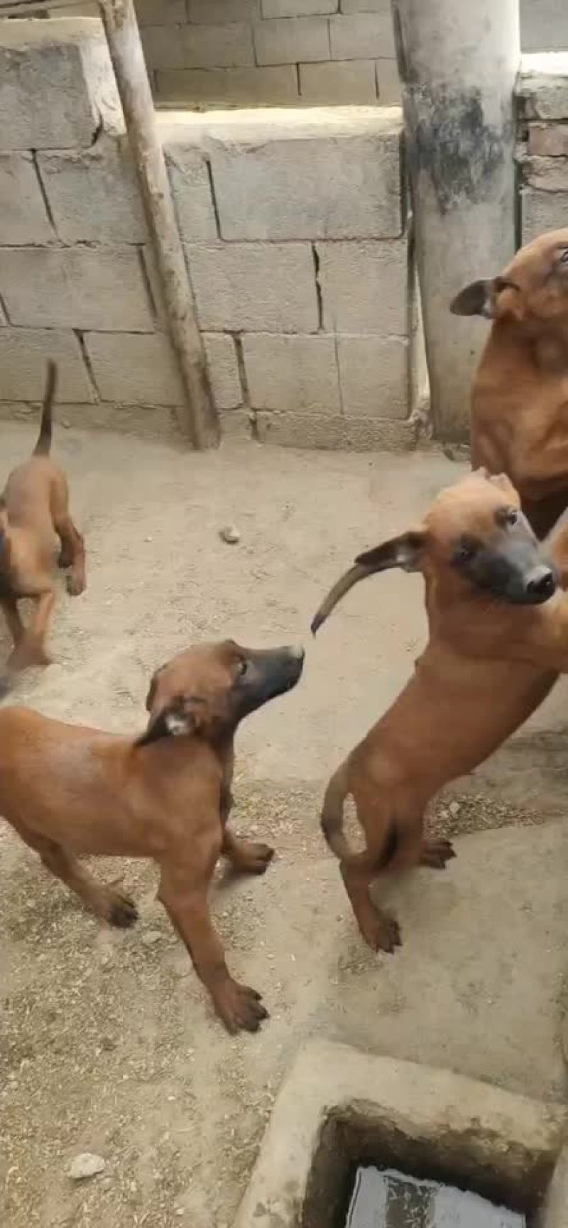 高动力马犬可视频选购疫苗齐全，公母都有血统纯正