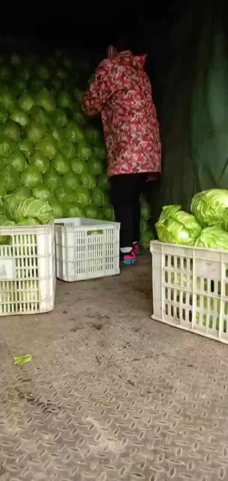 甘蓝中甘系列