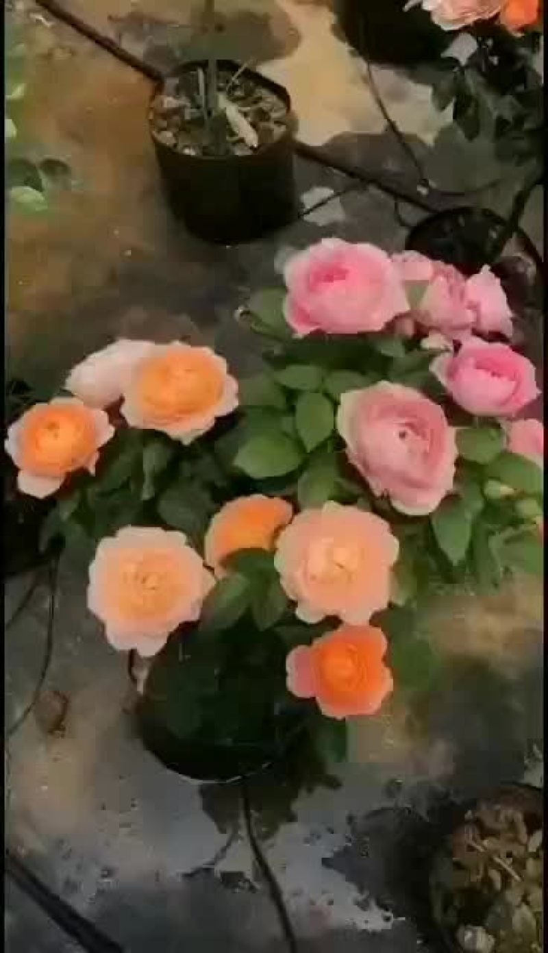 树状月季欧月双色半成品树月