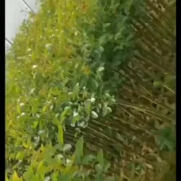 树状月季欧月双色半成品树月