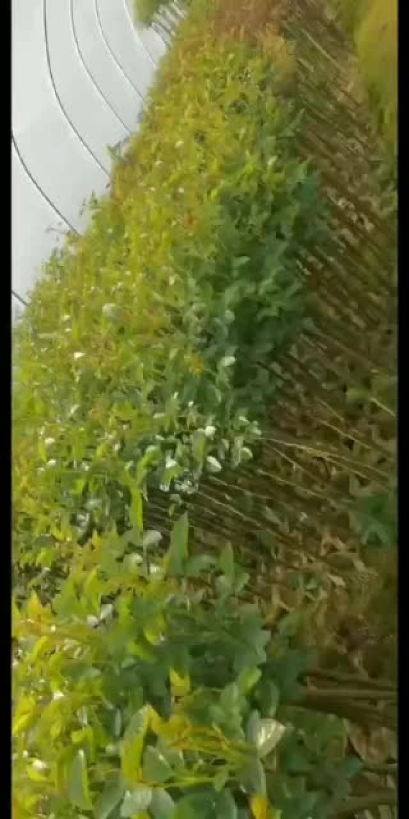 树状月季欧月双色半成品树月
