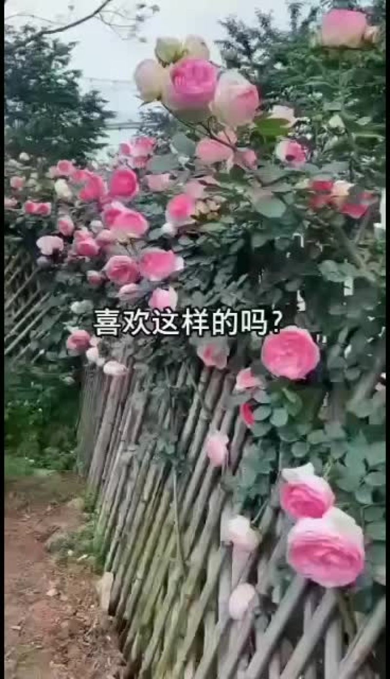 树状月季欧月双色半成品树月