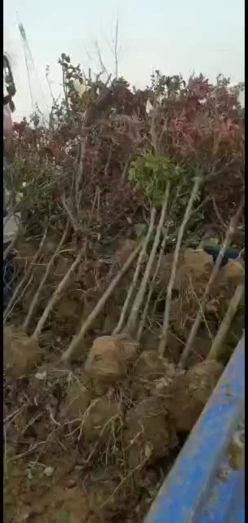 树状月季欧月双色半成品树月