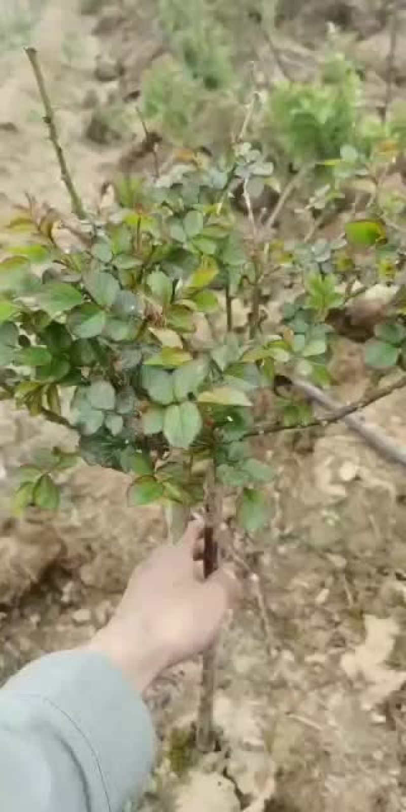 树状月季欧月双色半成品树月