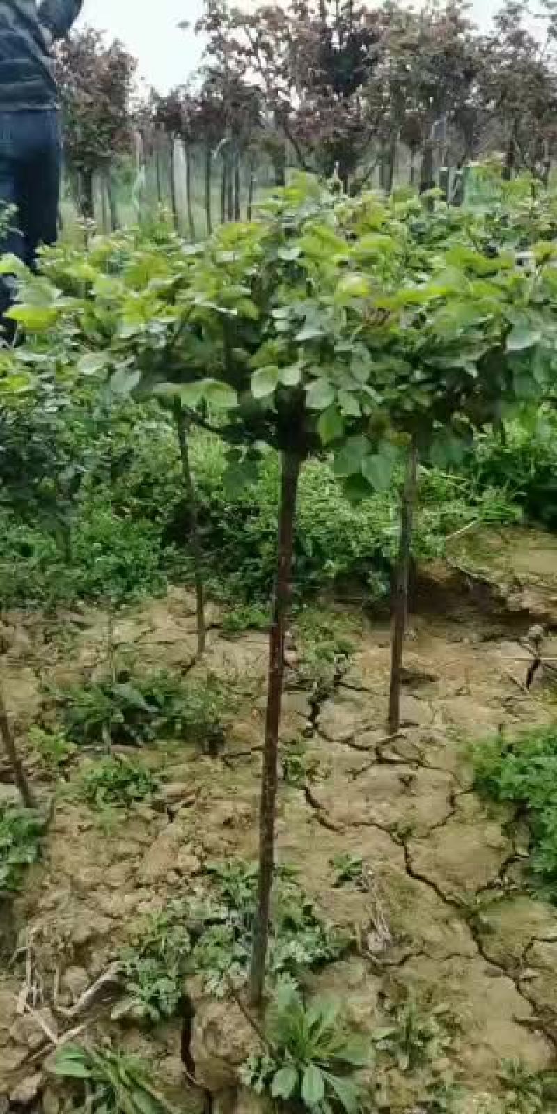 树状月季欧月双色半成品树月