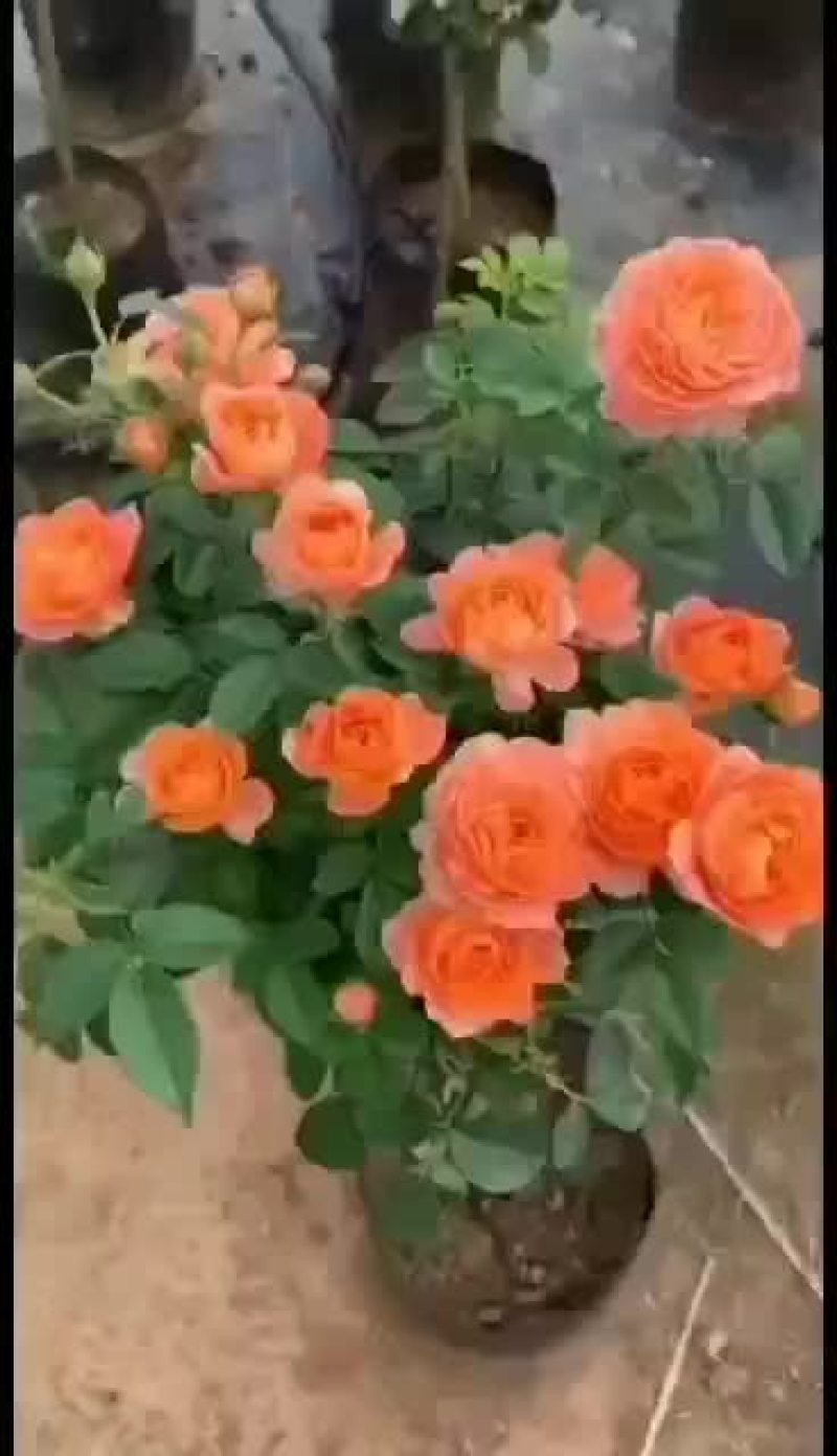 树状月季欧月双色半成品树月