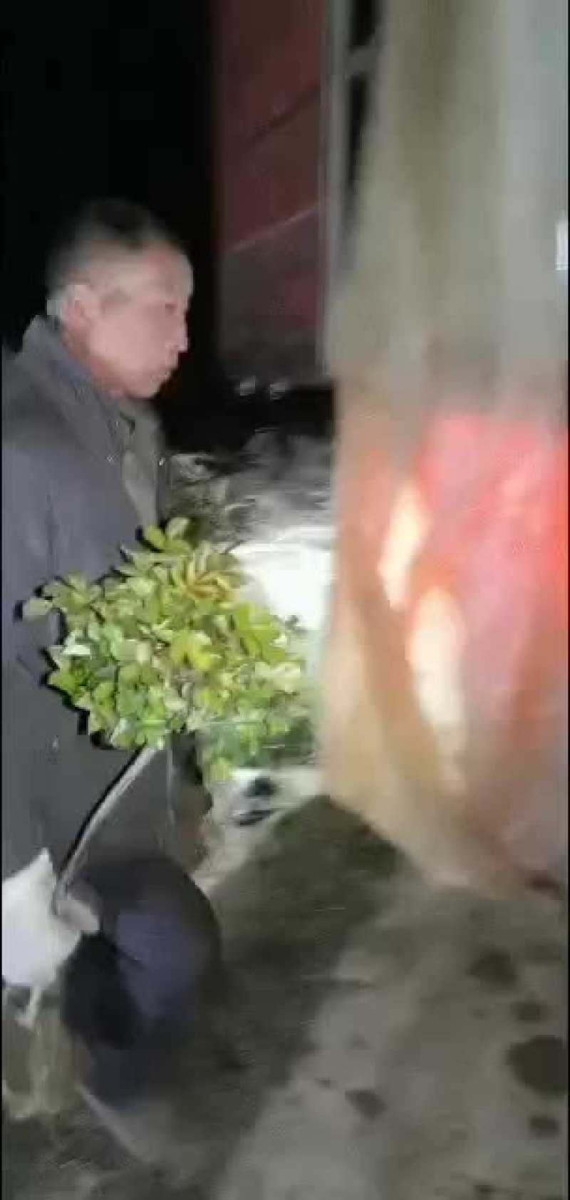 树状月季欧月双色半成品树月
