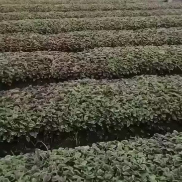 广东红苋菜限广东范围内