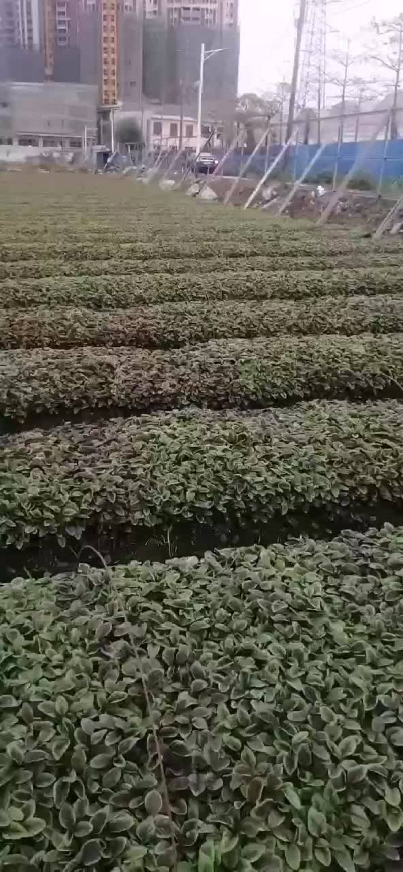 广东红苋菜限广东范围内