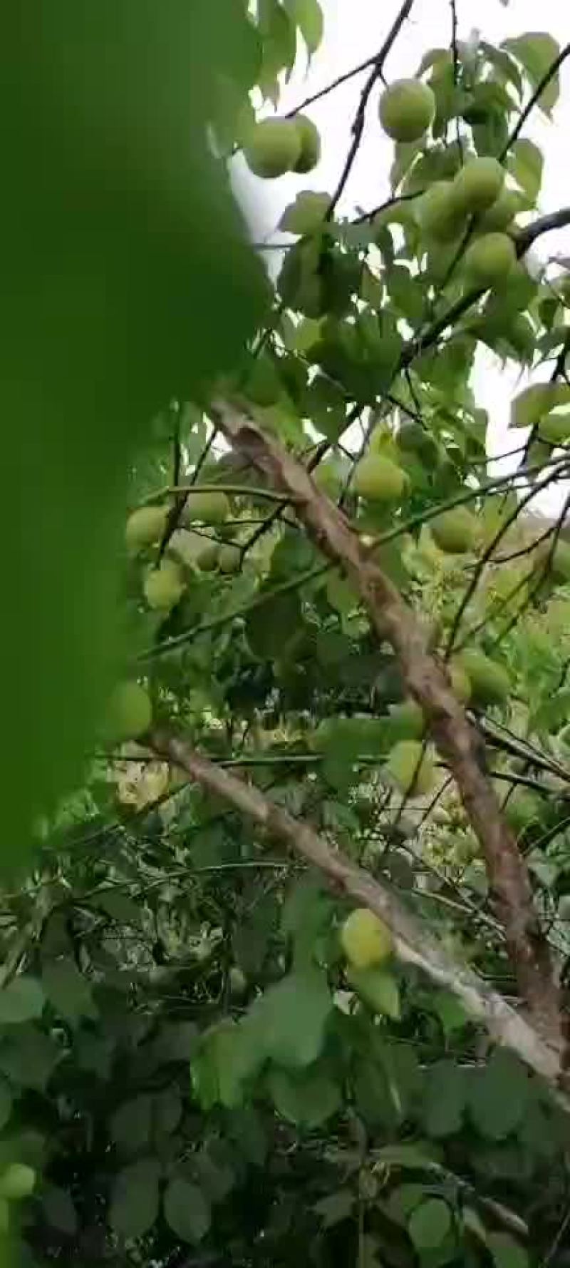 大青梅，红心白梅，白梅子
